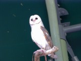 Barn Owl [Territory Wildlife Park] * 1280 x 960 * (276KB)